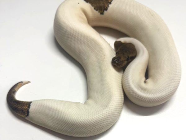 Nyala Lucifer Pied Female Ball Python