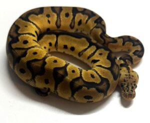 Pastel Clown Male Ball Python