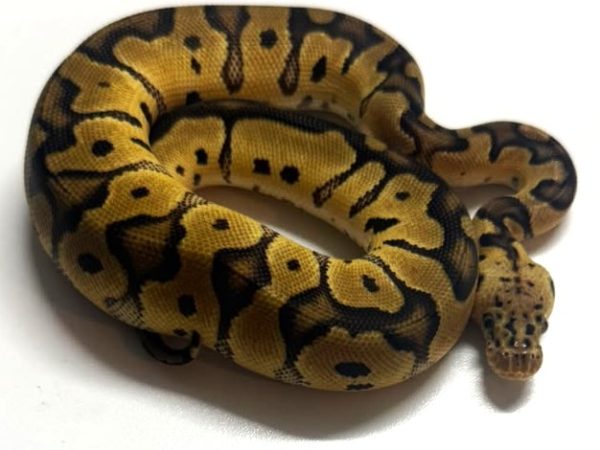 Pastel Clown Male Ball Python