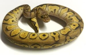 Pastel Mojave Clown Female Ball Python