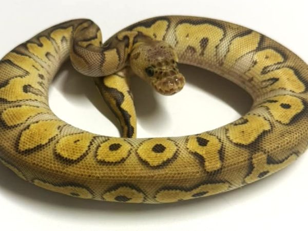 Pastel Mojave Clown Female Ball Python