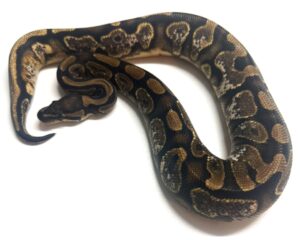 Pastel SN het Clown Female Ball Python