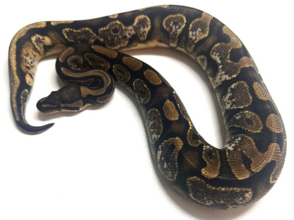 Pastel SN het Clown Female Ball Python