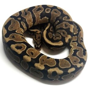 SN het Ultramel 50% Pied Female Ball Python
