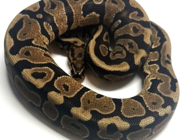 SN het Ultramel 50% Pied Female Ball Python