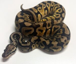 Sugar het Clown Female Ball Python