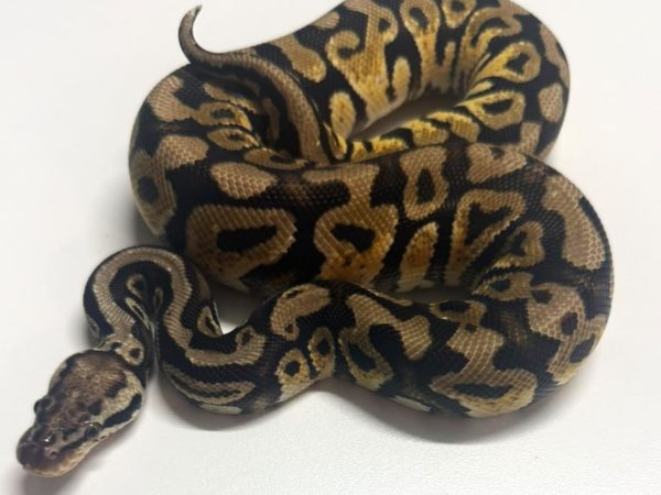 Sugar het Clown Female Ball Python