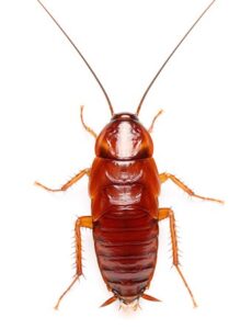 Turkistan Cockroaches