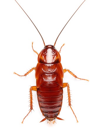 Turkistan Cockroaches