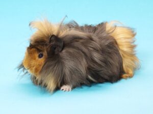 Guinea Pig - Long Hair