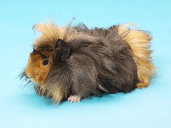 Guinea Pig - Long Hair