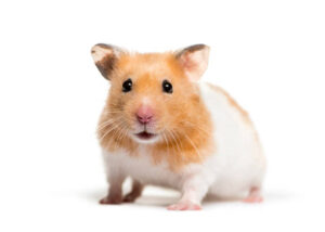 Teddy Bear Hamster
