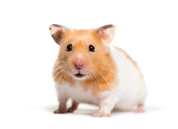 Teddy Bear Hamster