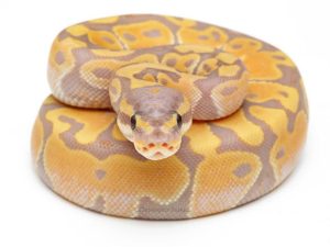 Banana Ball Python Sub Adult