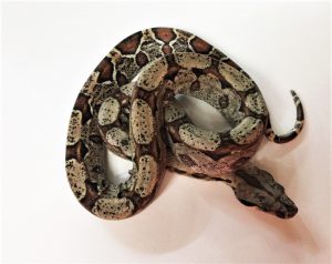 Common Boa Constrictor Juvenile Male