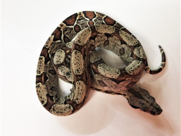 Common Boa Constrictor Juvenile Male