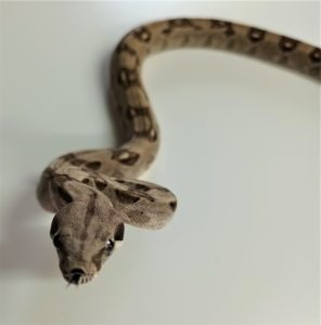 Common Boa Constrictor Juvenile Female