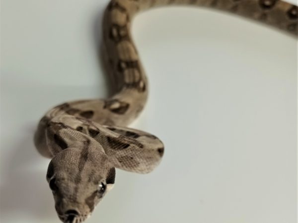 Common Boa Constrictor Juvenile Female