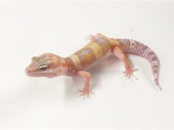 Albino Leopard Gecko