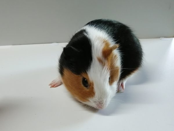 Guinea Pig