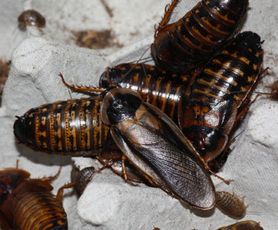 Orange Spotted (Dubia) Roaches