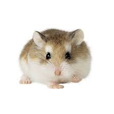 Dwarf Hamster